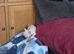 Male 8 months old TINY chi