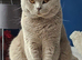 Last 2 British shorthair kittens
