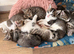 Beautiful kittens looking for new home