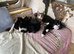 Beautiful kittens almost ready to go