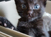 Black fluffy Tortoise shell female kitten