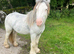 Cob Stallion (Stud Only)