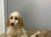 Petal gorgeous 2 cockapoo girls have had all injections done