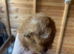 Texel /Marino baby boys
