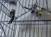 2 pair goldfinchs 2025 for sall and 3 grey goldfinchs 2026 for sale
