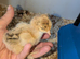 Chicks day old