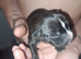 Staffy cross puppies