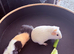 2 male Guinea pigs
