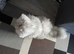 5 years old persian cat for sale