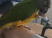 Tame male orange belly senegal parrot.