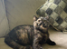 Black tortie tica reg ready now