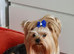 Adorable Yorkshire Terrier puppies.