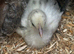 Chicks from day olds