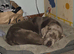 Male labrador