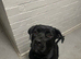 One beautiful puppy for sale