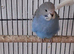 Baby budgies
