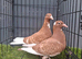 red chocolate muleman pair