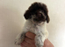 5 beautiful cockapoo puppies