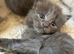 Ragdoll Kittens ready at the end of October
