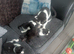 Kittens ready now