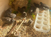 Button Quail