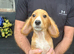 Fox Red cocker spaniel puppies