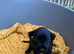 Beautiful litter looking for there forever homes