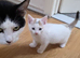 9 week old kitten