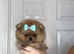KC registered Pretty Pom Puppies