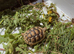 Marginated tortoise