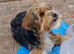 Male Yorkshire Terrier