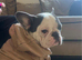 2 year old french bulldog male for sale