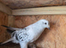 Turkish Pigeons for sale