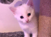 Kittens for sell