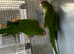 Red Fronted conure(eaglets)