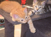 Tabby male