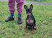 Male Miniature Pinscher &ndash; 12 Months &ndash; Show Quality