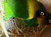 Love birds