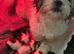 4 Shih Tzu puppies