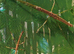 Nui Chua Rabaeyae Eggs Approx. 5-10
