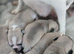 Full pedigree pug pups not kc registered
