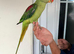 Super silly hand tamed taking Alexandrine Parrot