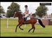 15.2hh 9-Year-Old Mare &ndash; Genuine Novice Event Horse