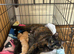 Kittens for sale
