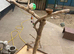 Parrot tree