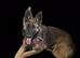 Belgium Malinois girl 6 month old