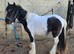 12hh 4 year old