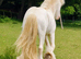 Beautiful natured Cremello colt