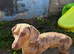 Dapple dachshund stud