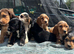 show type cocker spaniels